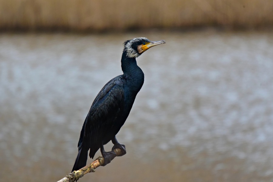 Cormorant 4903910 1920