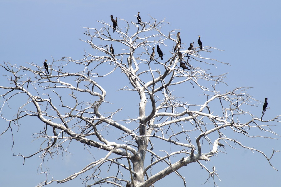 Cormorants 3590584