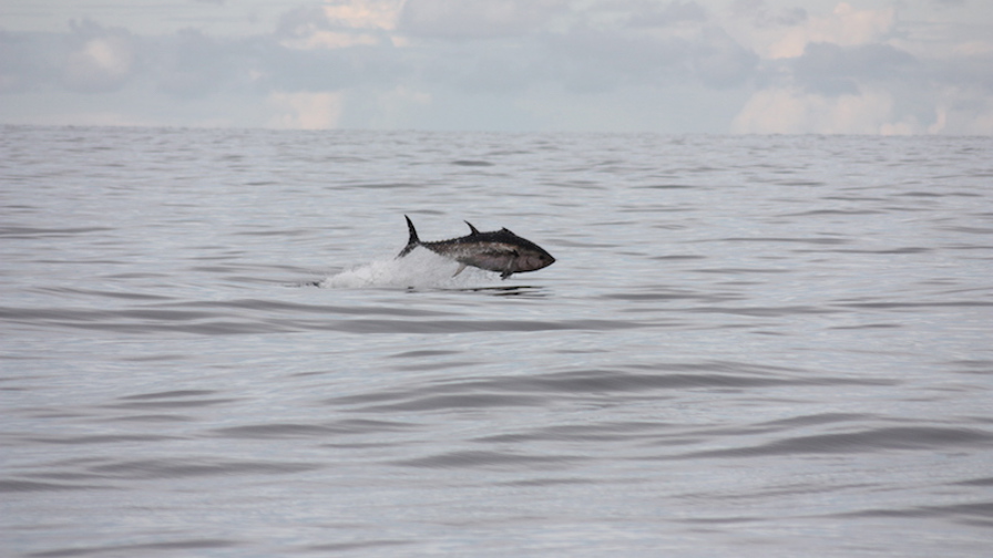 Jumper - photo Markus Lundgren_web_0.jpg