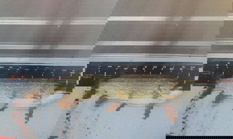 færgemand1.jpg