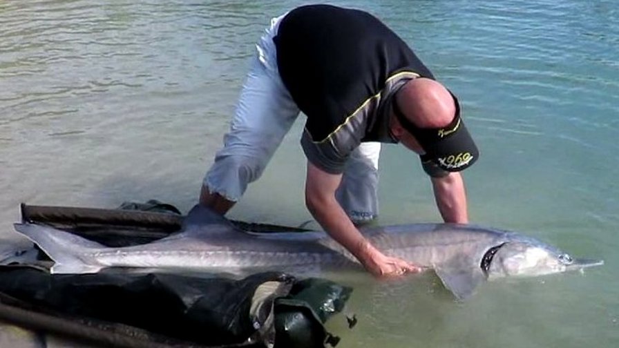 Beluga på 53 kg.jpg