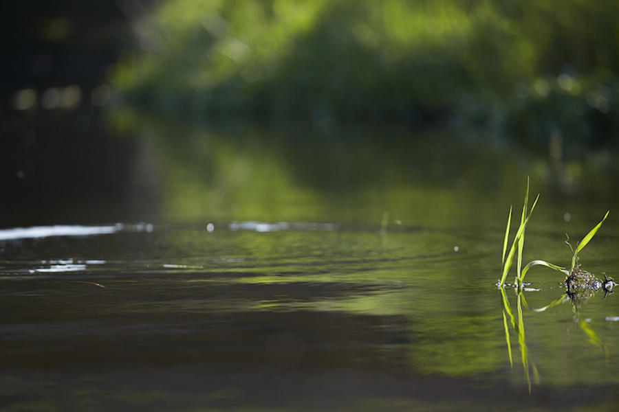 2014.05.20.Danmarks Sportsfiskerforbund123670.jpg