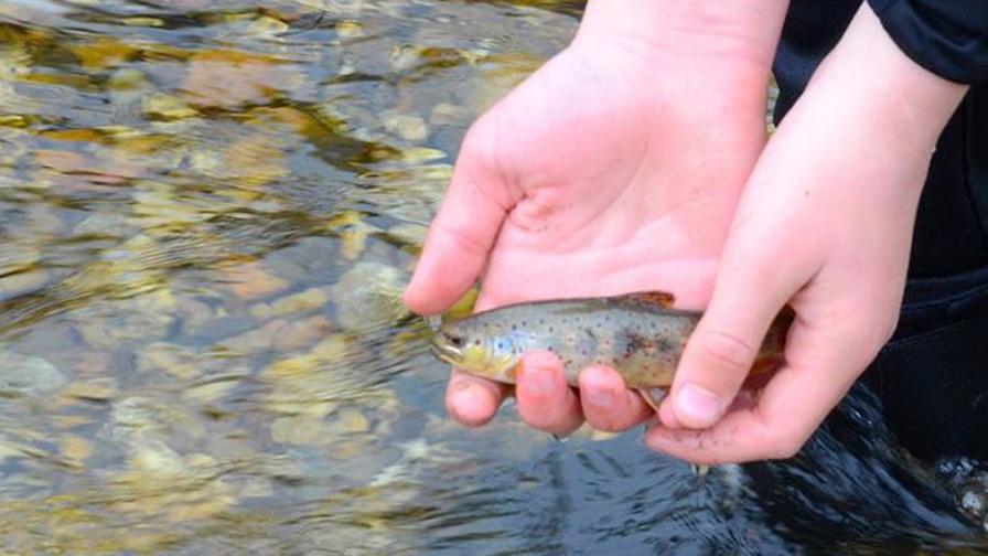 2 små ørreder sættes ud.JPG