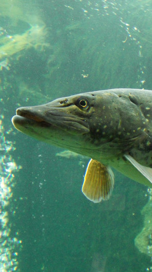 Esox_lucius_ZOO_1.jpg