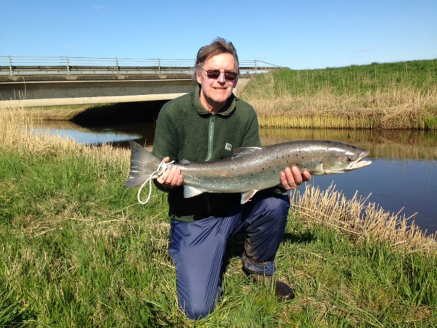 Reimar Heesch laks 6600 gram 90 cm vidå flue.JPG