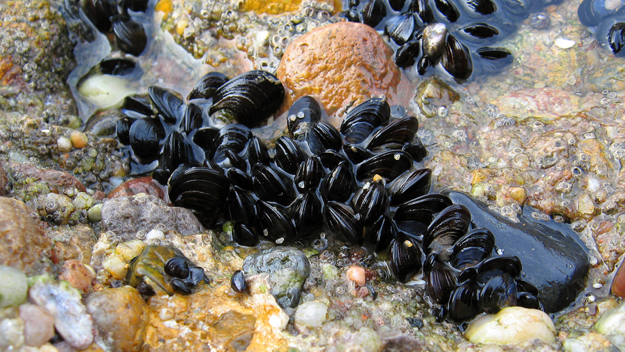 Blue Mussel Mytilus Edulis