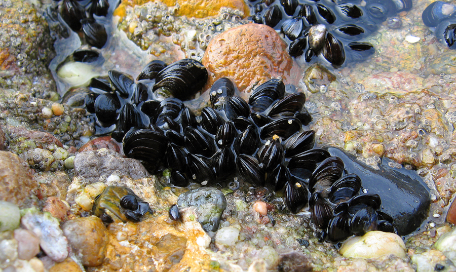 Blue Mussel Mytilus Edulis