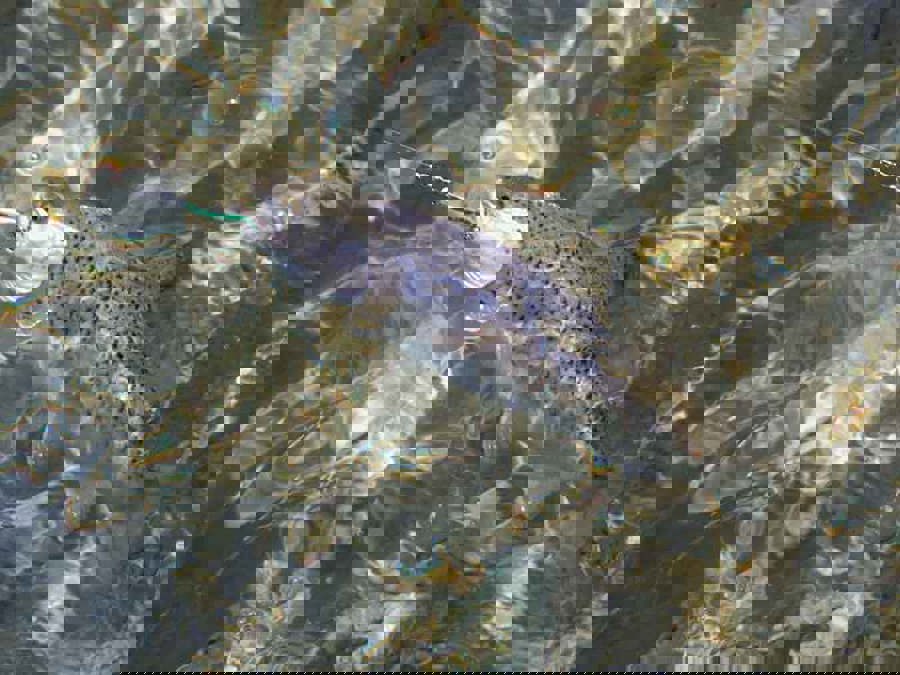 seatrout 810_edited-1.jpg