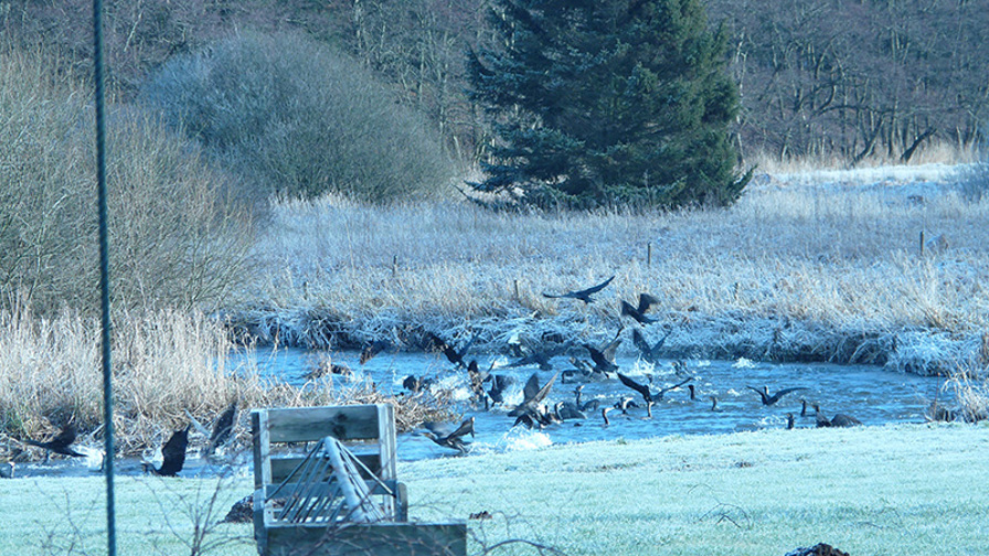 skarv ø gudenå jan 2012_0.jpg