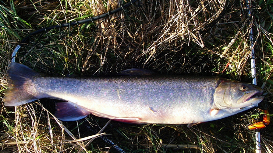 foto 2, Fjeldørrd på 47 cm .JPG