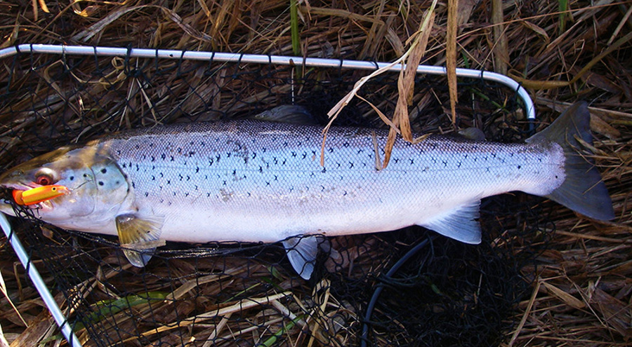 Foto 1, Overspringer på 1,75 kilo og 54 cm.JPG