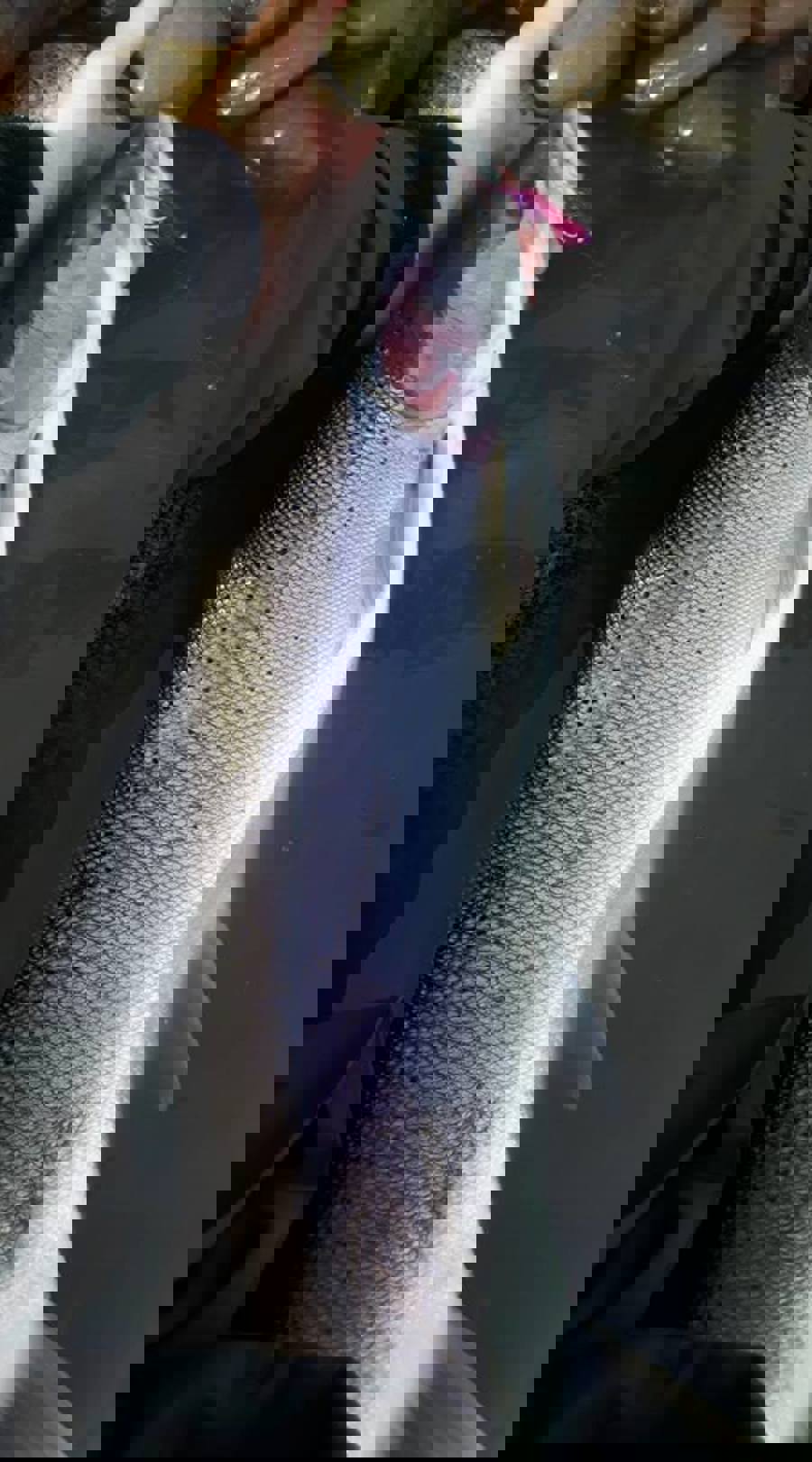 1.1 finn 10+ steel.jpg (1)
