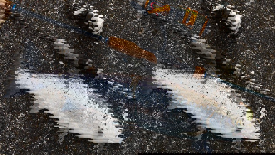 seatrout 960 mepps_edited-2.jpg
