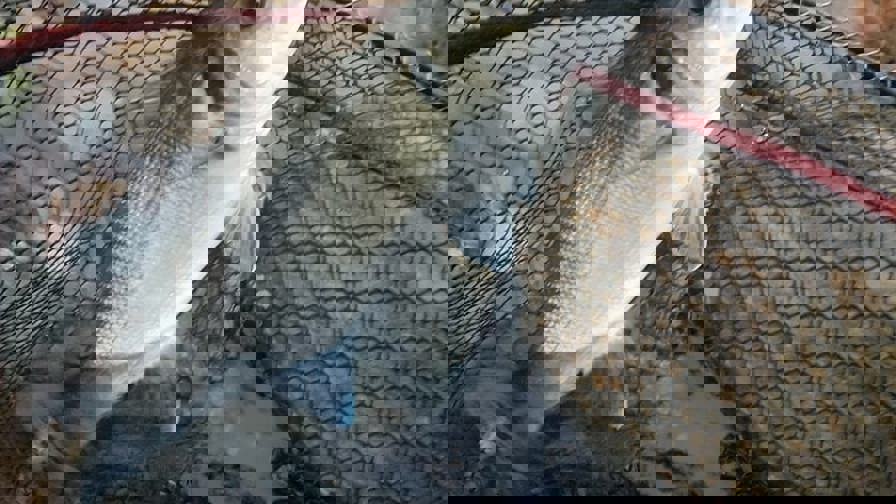 havbars.jpg