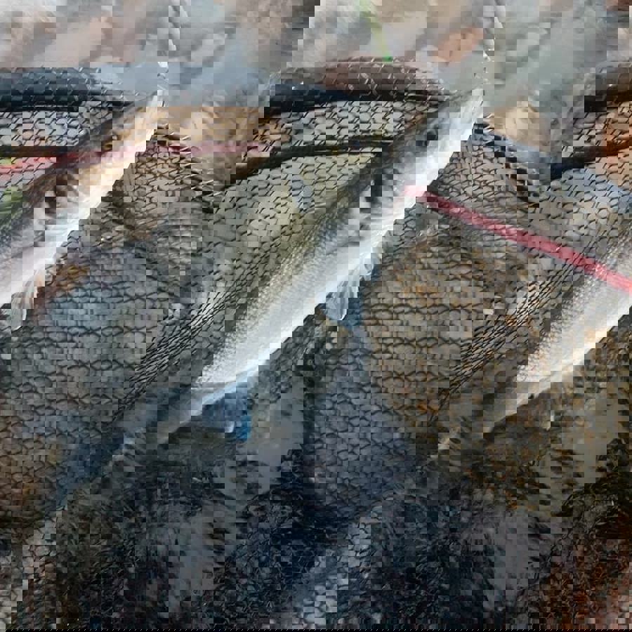 havbars.jpg