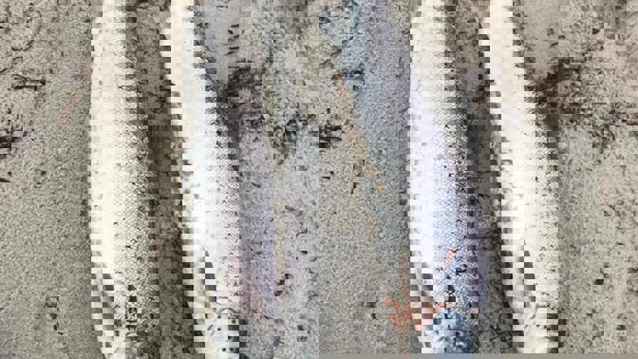 larsrj2.jpg
