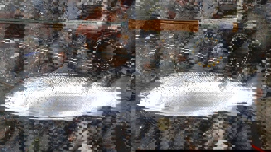 casper.jpg