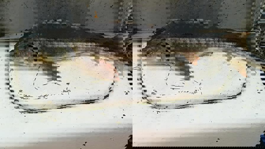 tom.jpg