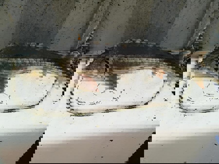 tom.jpg