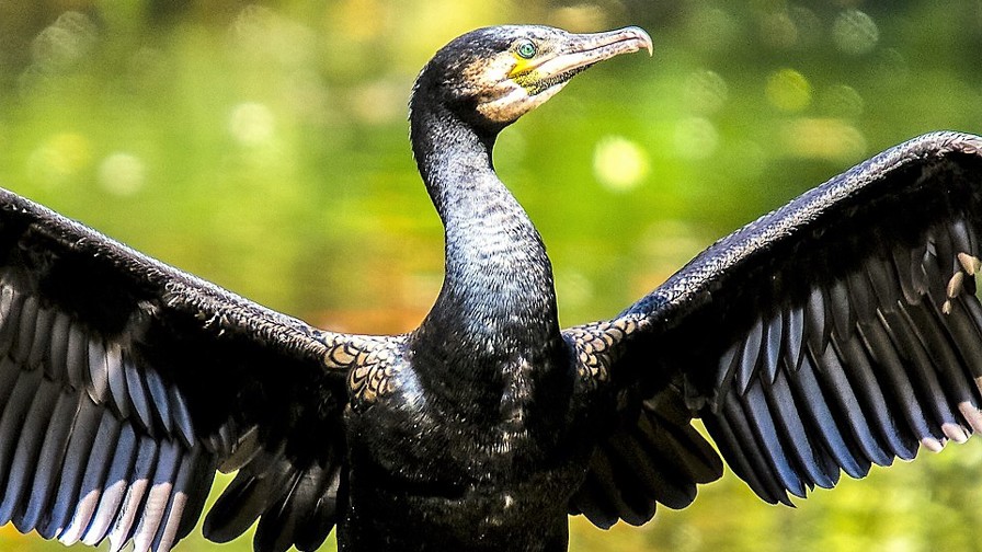 cormorant-2377841_960_720.jpg