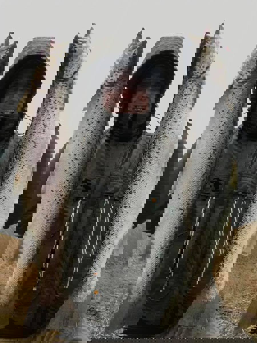 jonas1.jpg