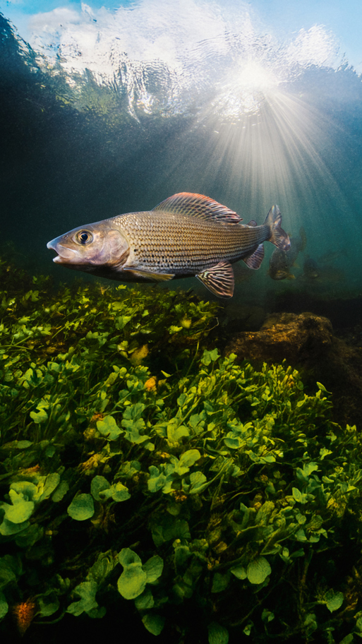 Istock 1331473887 Cred Paul Colley