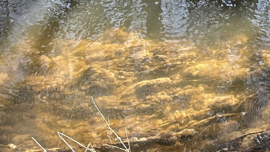 Lammehaler
