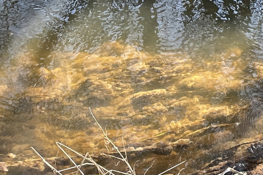 Lammehaler