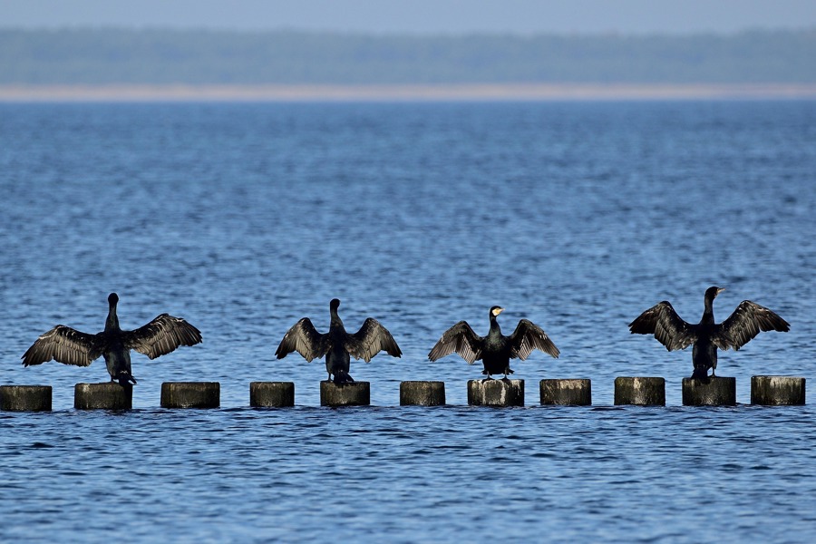 Cormorant 7580320 1920