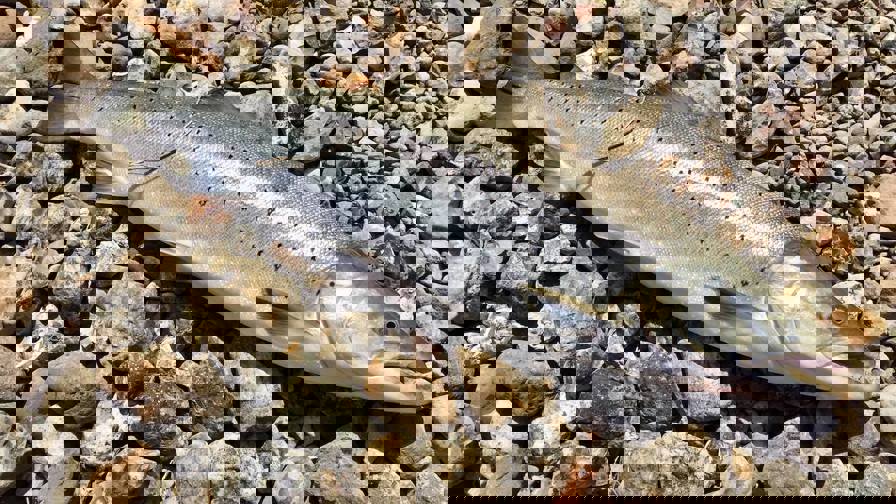 35992910_10156571240624443_8110428010529685504_o.jpg