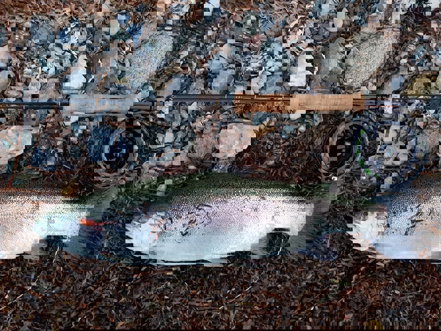 martin4.jpg