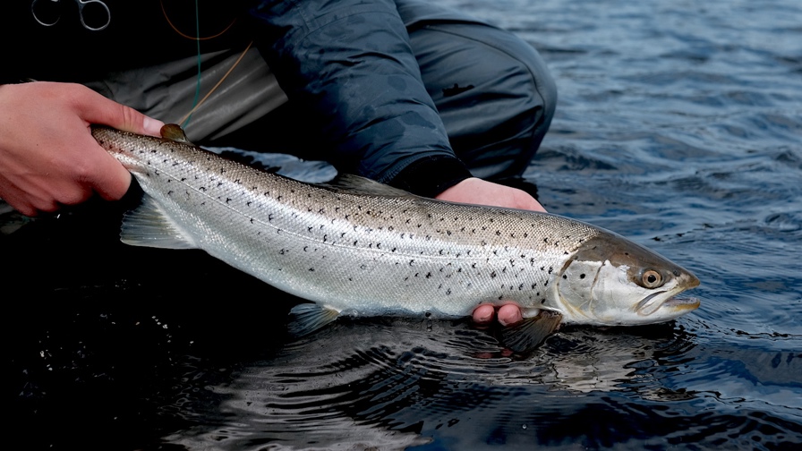 fjordlandet_open.jpg