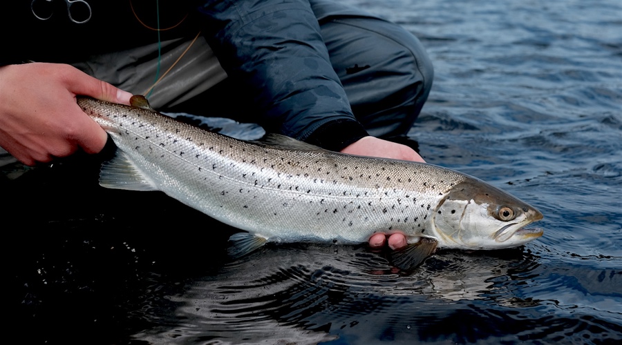 fjordlandet_open.jpg