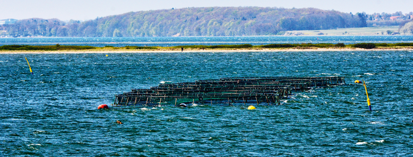 SFS's havbrug Borre I Foto KKFE.jpg