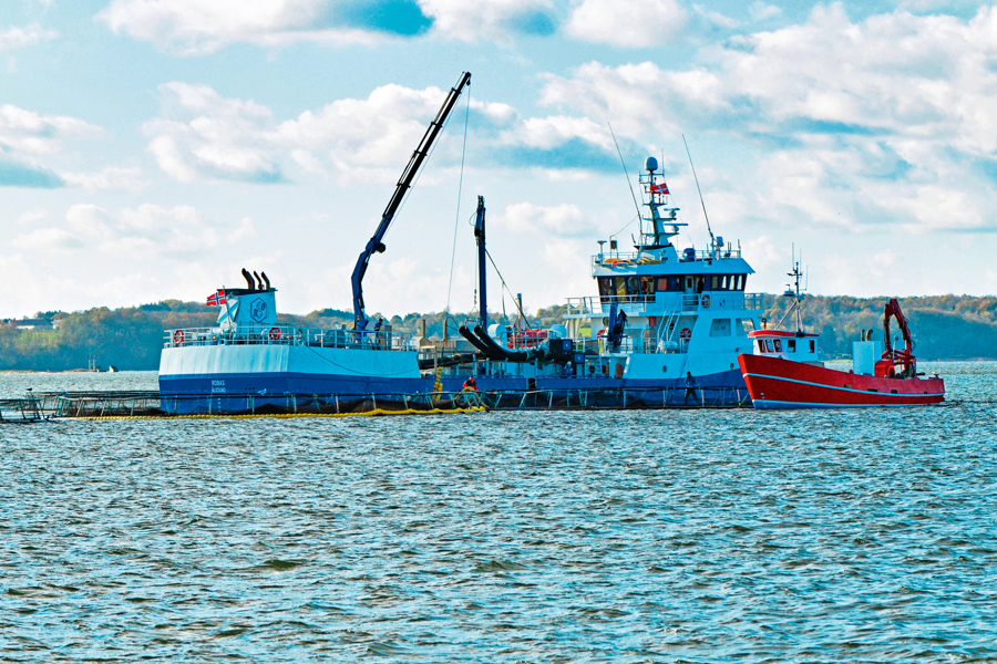 Norsk brøndbåd støvsuger fisk op fra SFS's Børup Sande Havbrug Foto KKFE.jpg