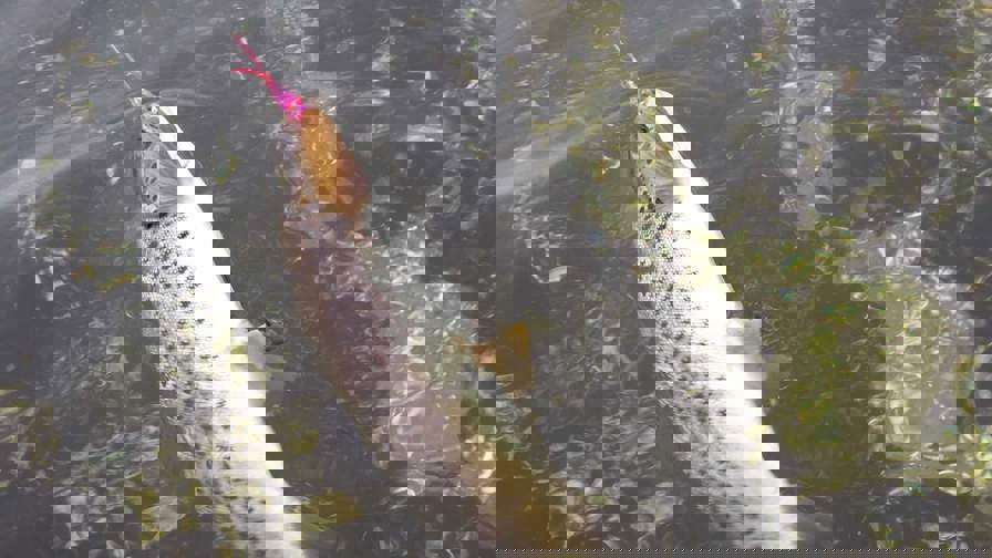 received_325956621289714.jpeg
