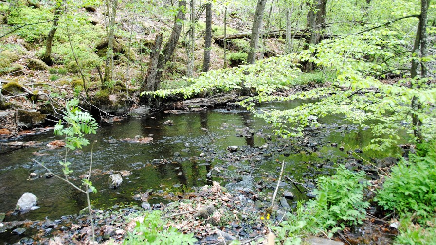 Skovvandløb 2 (2)
