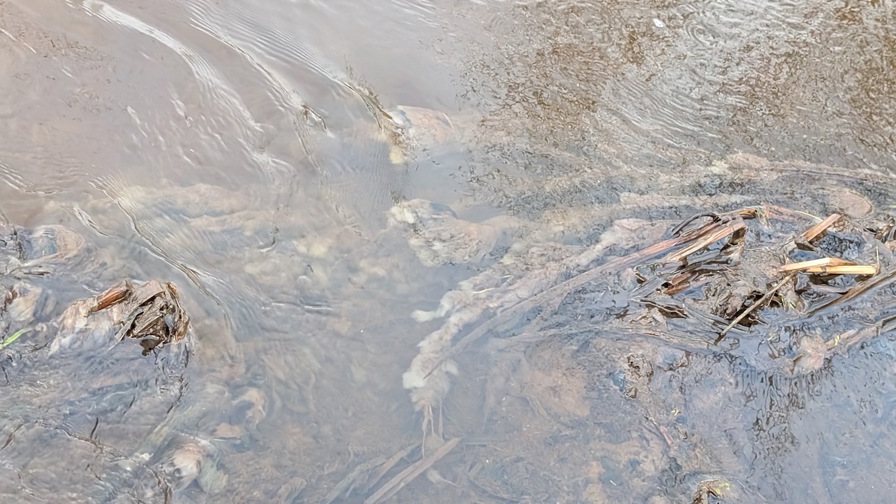 Lammehaler_Fiskbæk_Brede_aa