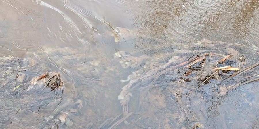 Lammehaler_Fiskbæk_Brede_aa