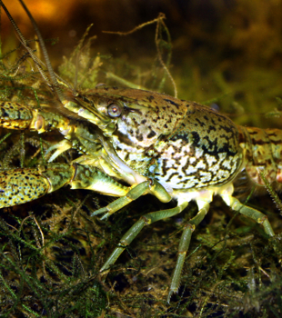 Marmorkrebs_Procambarus_fallax_forma_virginalis.JPG