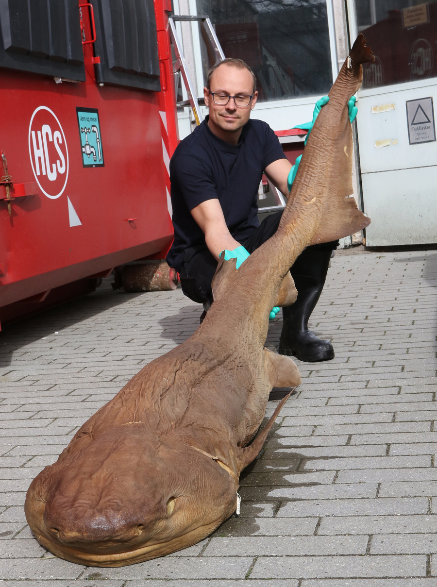 Seksgællet haj_3_ZM_1965.jpg