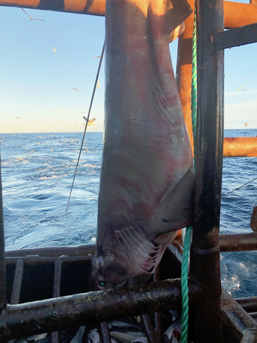 Seksgællet haj_1_Tobias Konnerup.JPG (1)