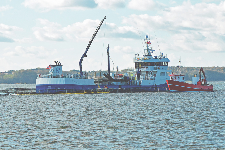 Norsk brøndbåd støvsuger fisk op fra SFS's Børup Sande Havbrug Foto KKFE.jpg
