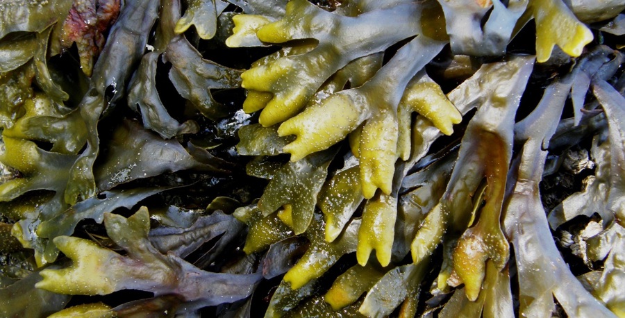 kelp-2147456.jpg