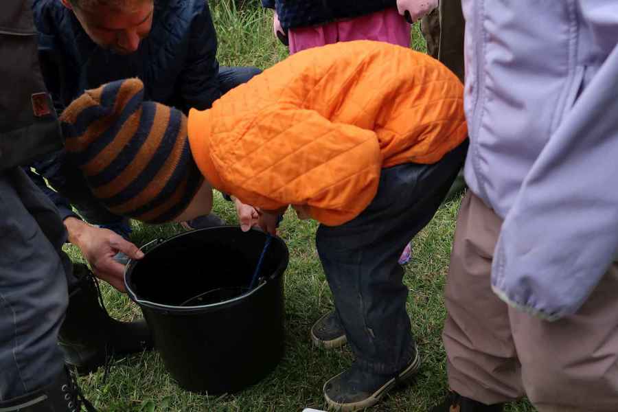 Billed 1, Charlie På 4 År Er Meget Interesseret I De Små Ørreder Vi Fangede Under Bestandsanalysen I Dammevandløbet, 15. September 2019