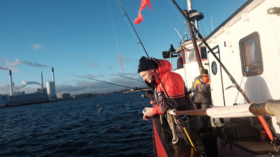 Torsk Øresund Cred Andreas Findling Rottem