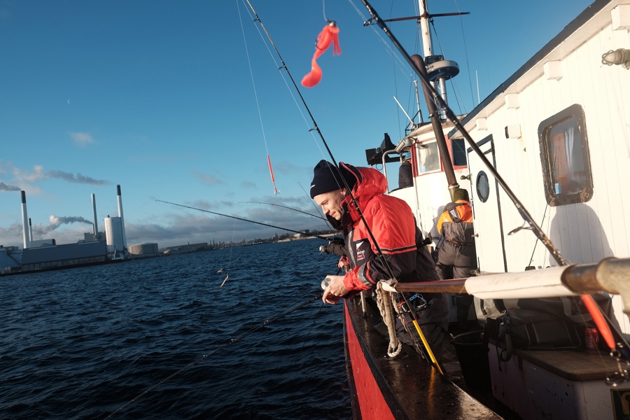 Torsk Øresund Cred Andreas Findling Rottem