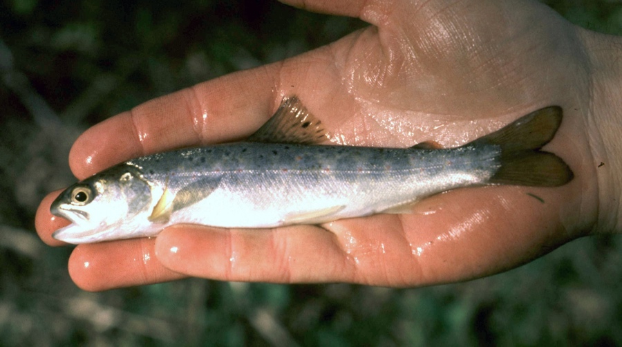 Smolt Foto Jan Nielsen[4] Kopi