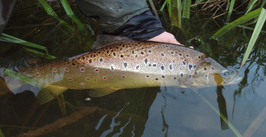 Billed 2, Bækørred På 55 Cm, Juni 2010