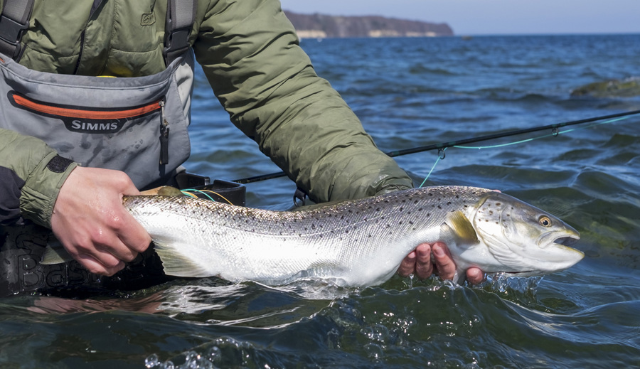 Kystfiskeri Sjælland Havørred 1